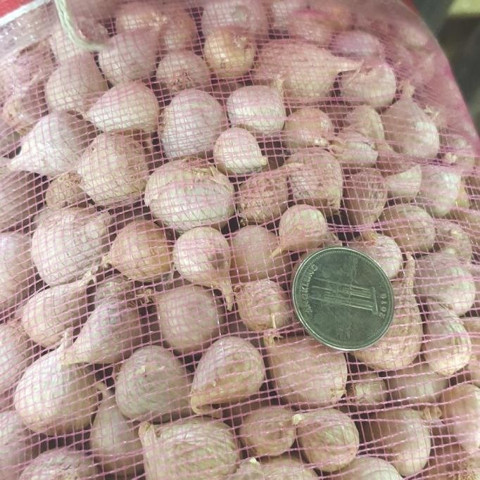 

READY STOCK BAWANG PUTIH TUNGGAL/BAWANG PUTIH LANANG 250GR !!!!!