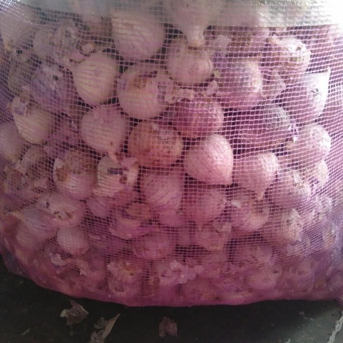 

BIG SALE BAWANG PUTIH TUNGGAL/LANANG 1 KG - KECIL !!!!!