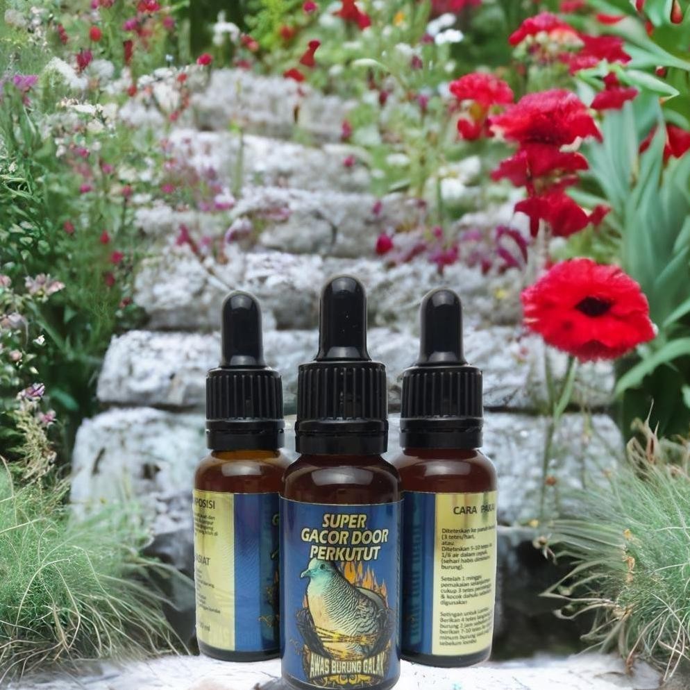 Murah Super Gacor Door Perkutut Penggacor Seketika HotSale