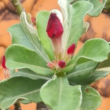 [Bisa Cod] Paket Adenium Grafting Bunga Tumpuk