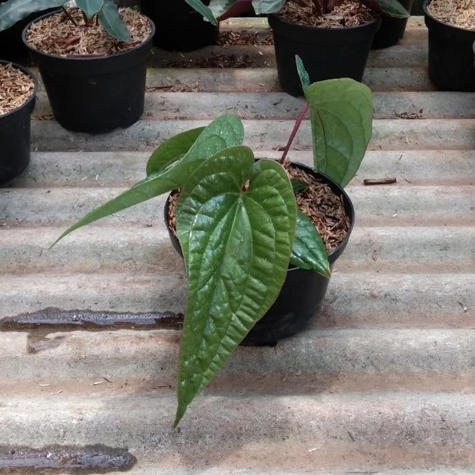 [Cod] Tanaman Anthurium Sirih Besar