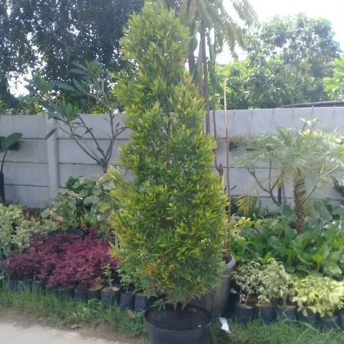 [Ready Stock] Tanaman Hias Pucuk Merah 2Meter
