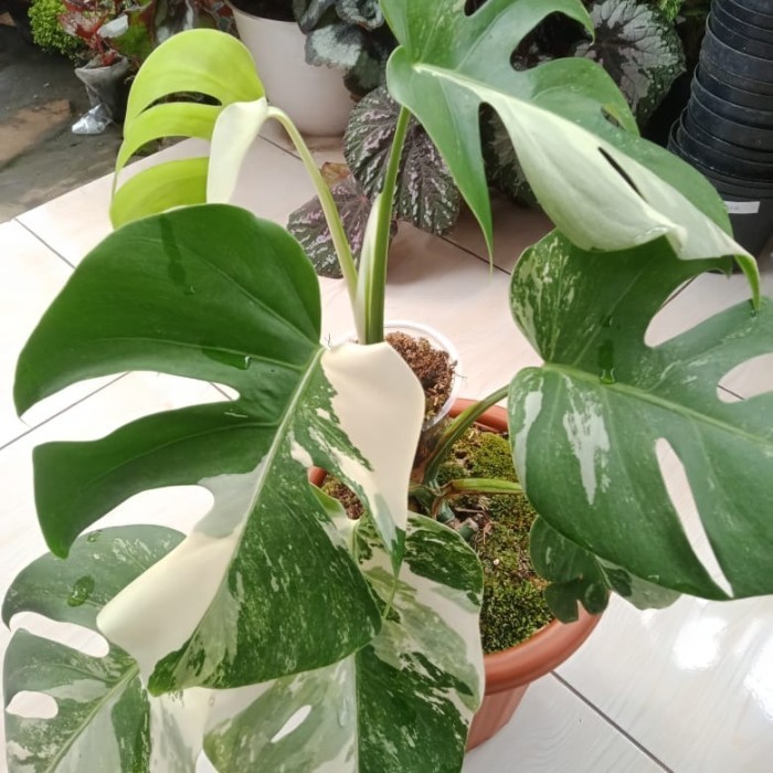 Tanaman Monstera King Varigata 1 Daun Pancing