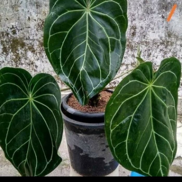 Tanaman Hias Anthurium Kuping Gajah Daun Besar