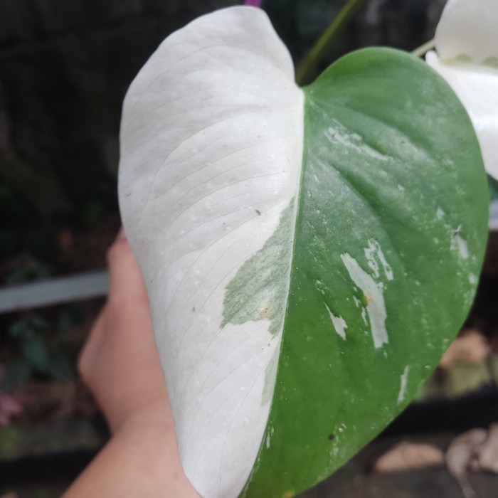 Monstera Halfmoon Variegata - Monvar Halfmoon Varigata (Real Pic)