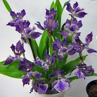 Anggrek Zygonisia Murasaki Komachi