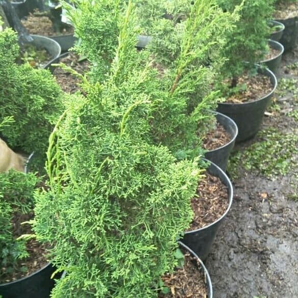 Bahan Bonsai Sargenti