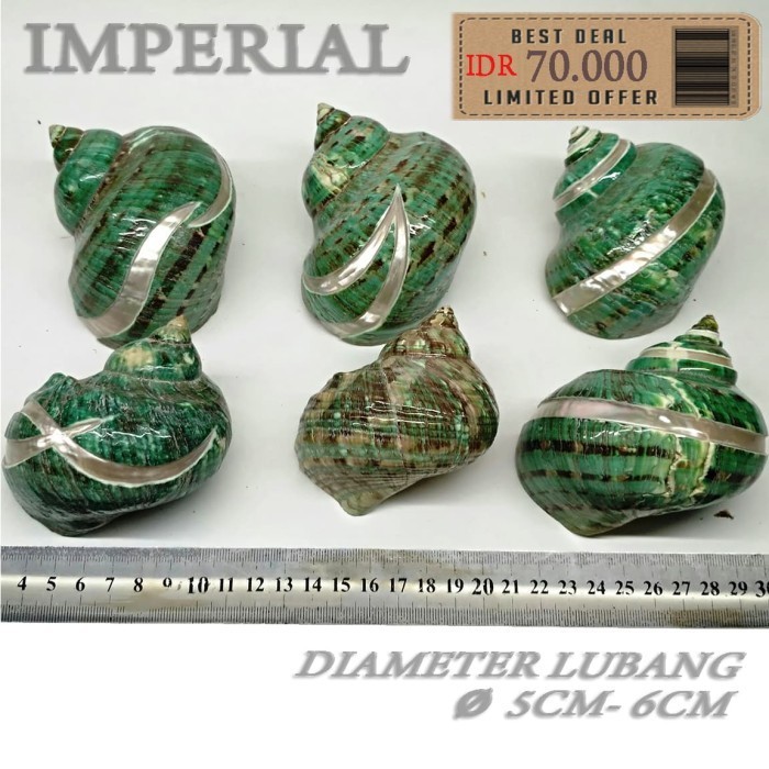 Imperial Shell Cangkang Rumah Kelomang Umang Umang Pompongan Keong