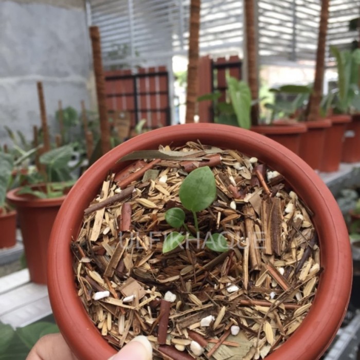 Baby Veitchii Anthurium Original