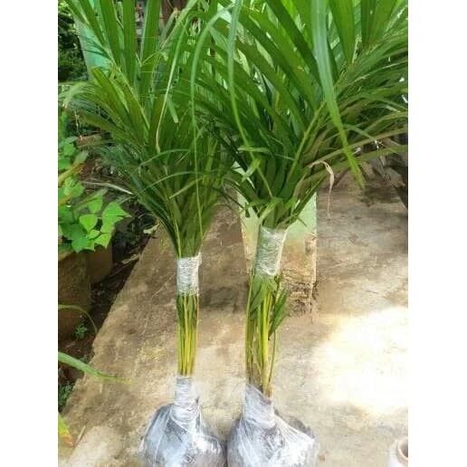 Palem Kuning/ Tanaman Palem Kuning