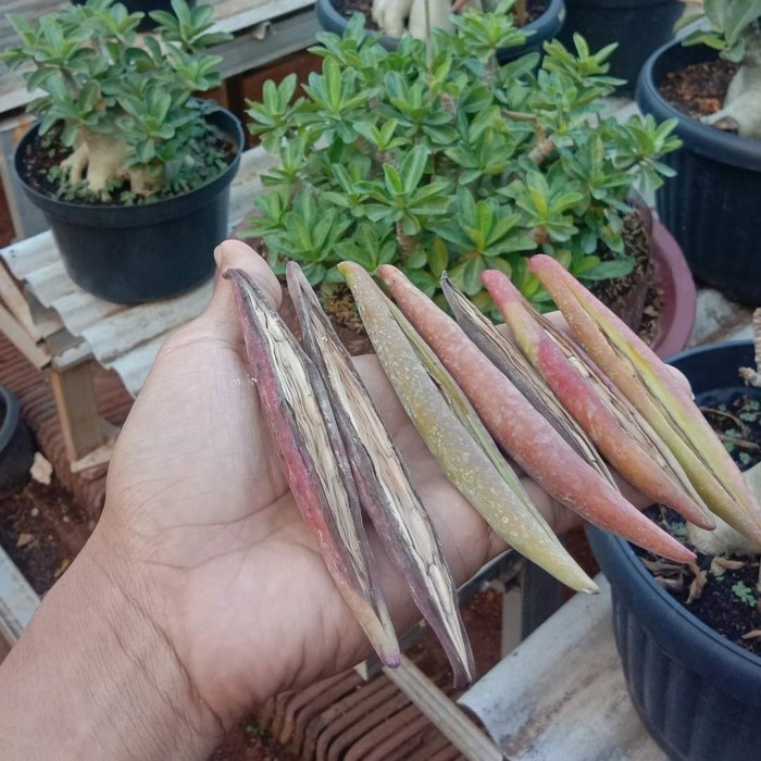 Paket Biji / Seed Adenium Arabicum Hybrid Dan Godji Series (15 + 3)