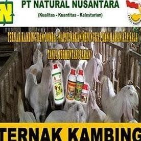 [Baru] Paket Penggemukan Ternak Kambing Dan Domba Pakan Fermentasi