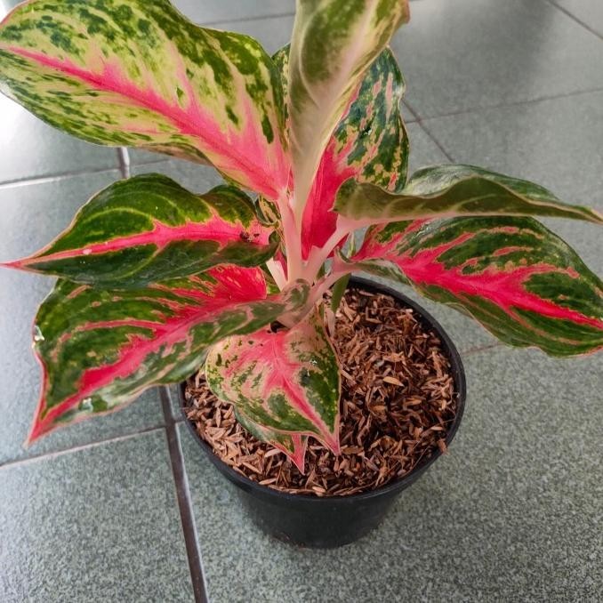 [Ready] Aglonema Rindu