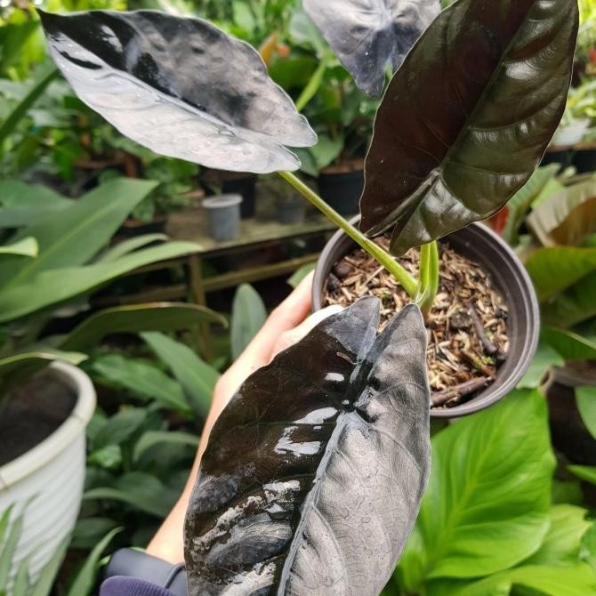 [Bayar Di Tempat] Alocasia Infernalis Black Indo
