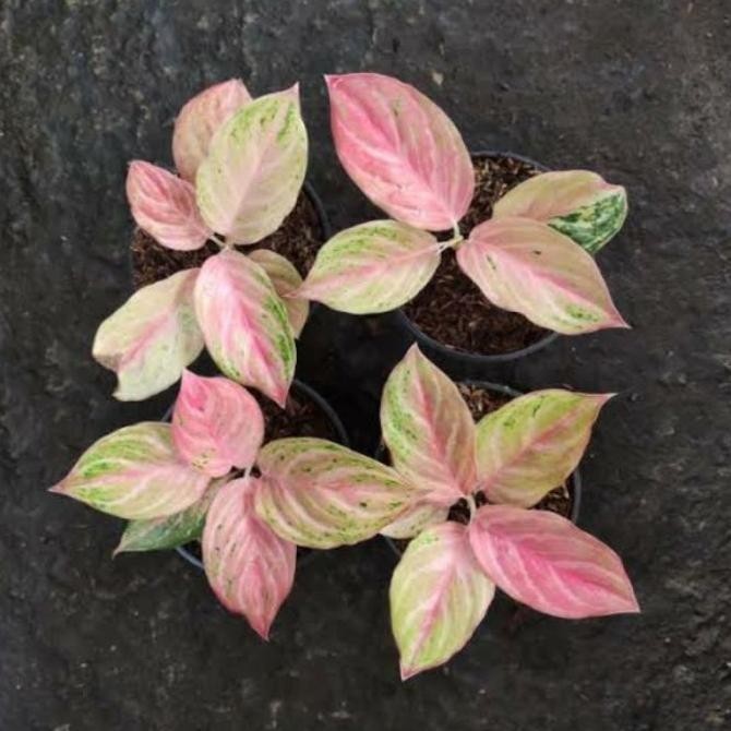 [Ready] Bidadari - Aglonema Bidadari -