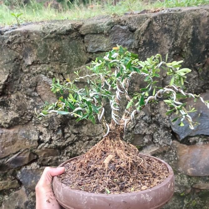 [Cod] Bonsai Boxus Murah Jadi