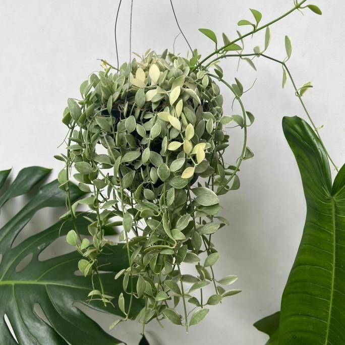 [Baru] Dischidia Cascade