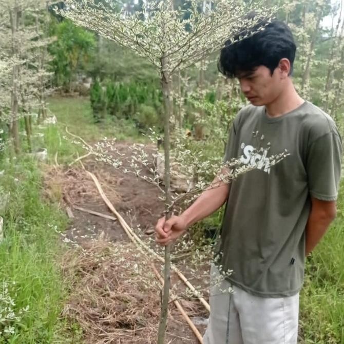 [New] Ketapang Kencana Varigata 2 Meter