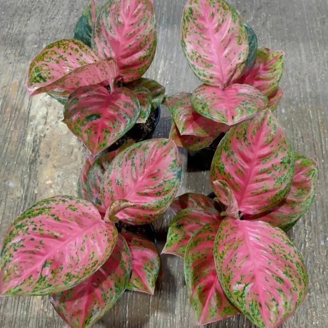 [Ready Stock] Tanaman Hias Aglonema Wulandari Remaja