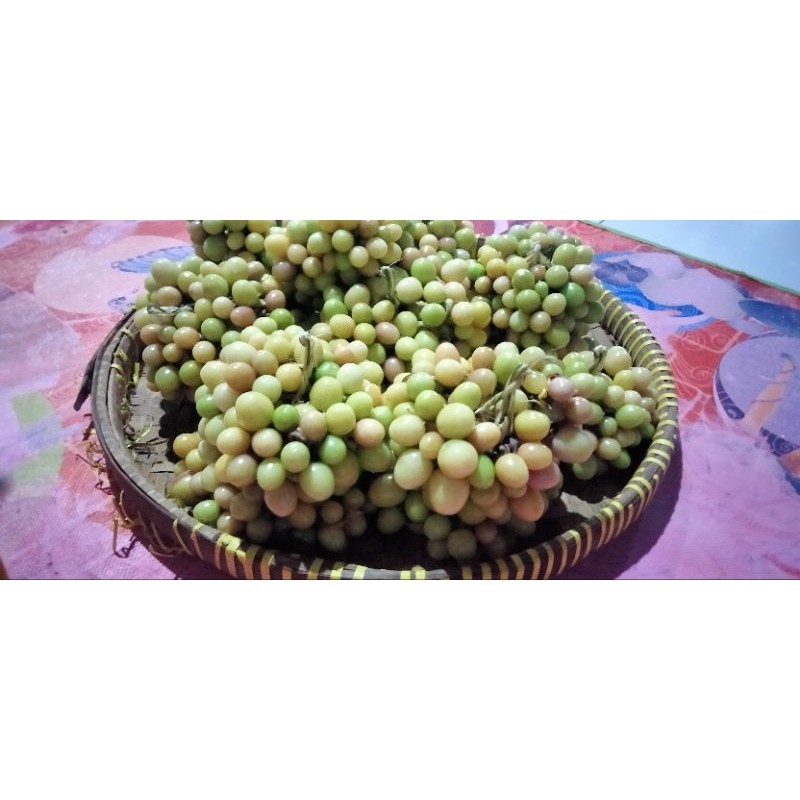 

Buah Ciplukan