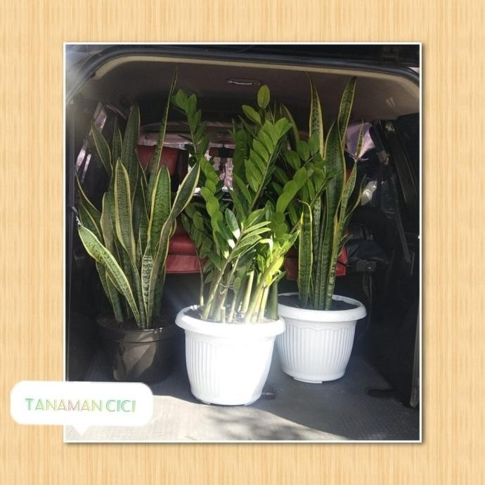NEW Zz plant rimbun