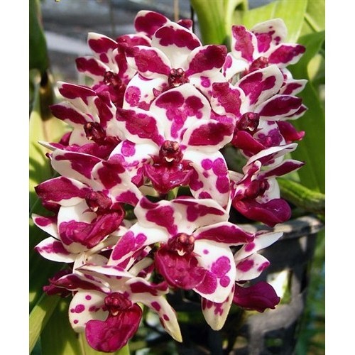 Rhynchostylis Gigantea Cartoon Dewasa