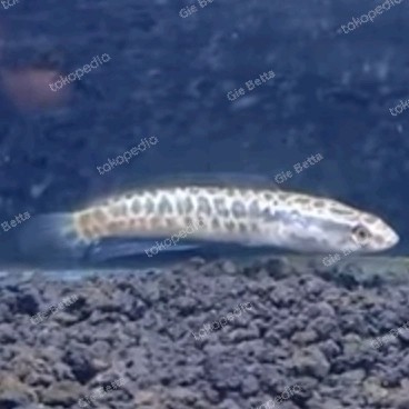 Channa Argus Python Size 11-12Cm