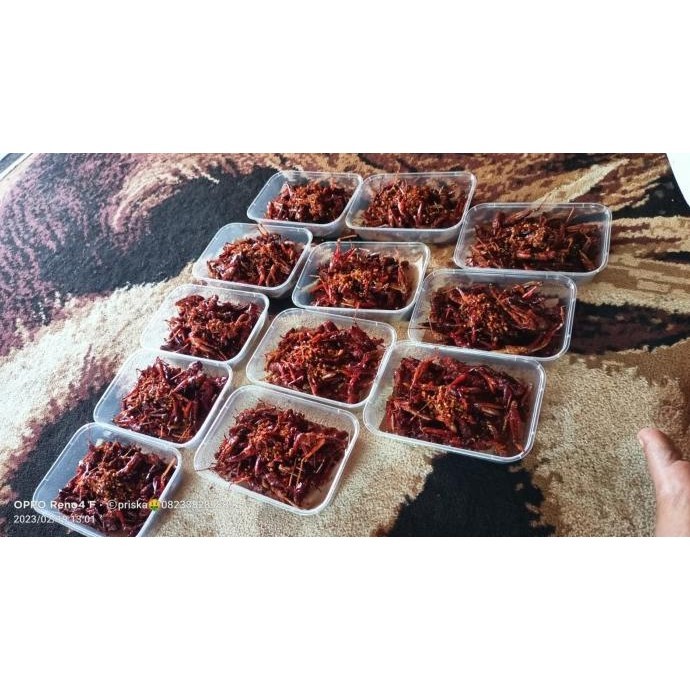 Walang goreng Belalang Goreng Khas Blora  -Pedas  Gurih MS54