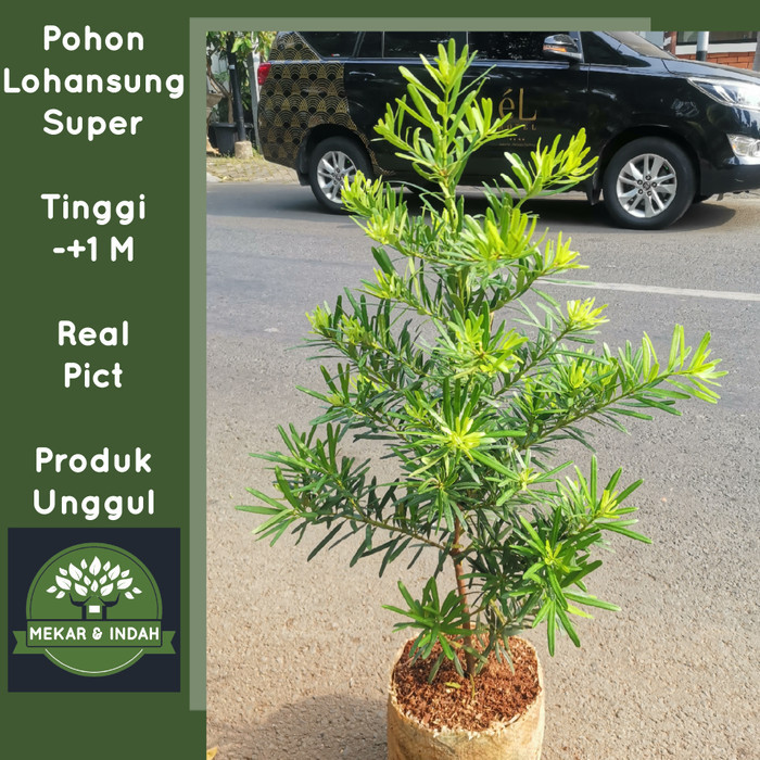 PRODUK TERBATAS Tanaman hias lohansung taiwan / pohon lohansung BESAR kualitas satu