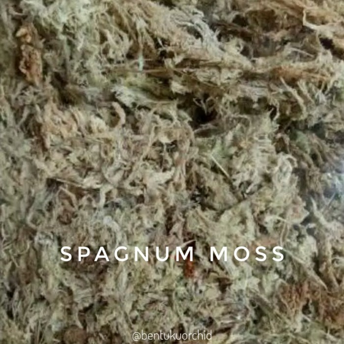 SPECIAL Moss Putih/ Media Tanam Moss/Spagnum Mos/ Media Anggrek