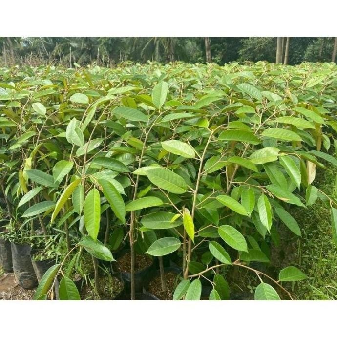Bibit Buah Durian Bawor Bisa Berbuah Pohon Pendek Bibit Hasil BEST TOS