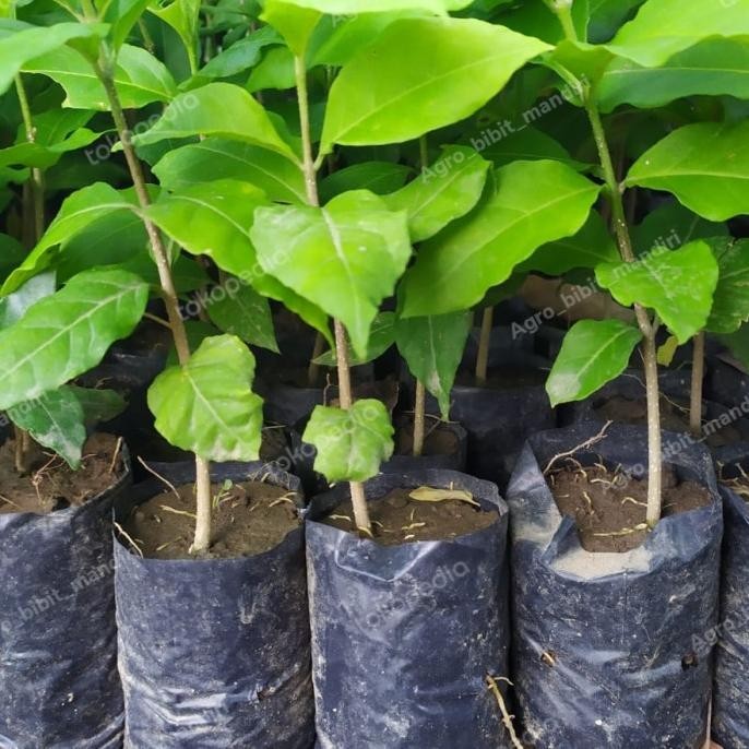 Bibit tanaman pohon buah kacang amazon almond unggul ber TOS