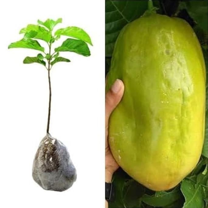 Markisa Jumbo Bibit Tanaman Buah Markisa Bibit Markisa Pohon Markisa TOS
