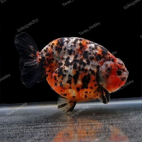IKAN MAS - KOKI RANCHU CALICO SIZE (M)