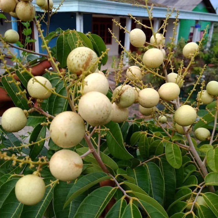 

100% NEW BIBIT TANAMAN BUAH KELENGKENG MATALADA UNGGUL, MURAH, BERGARANSI TOP PRODUK