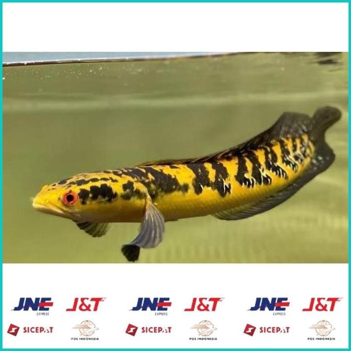 BISMILLAH [PRODUK HLSMF] (COD) IKAN CHANNA 9-10 CM MARU YELLOW CENTARUM (RED EYE) YS. HBD ALISUP