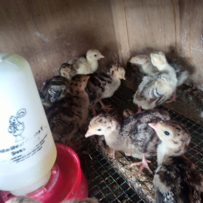 Ready ayam kalkun anak ayam kalkun bibit ayam kalkun