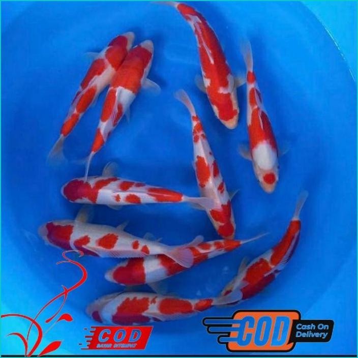 

BISMILLAH KOI KOHAKU GRADE A UKURAN 20-25CM ALISUP