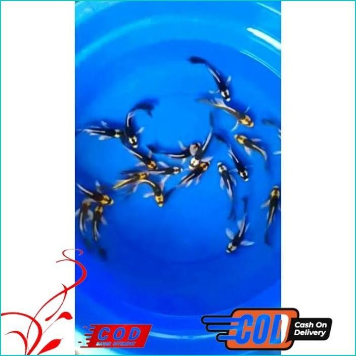 

BISMILLAH PAKET 5 EKOR KOI KABUTO SLAYER ALISUP