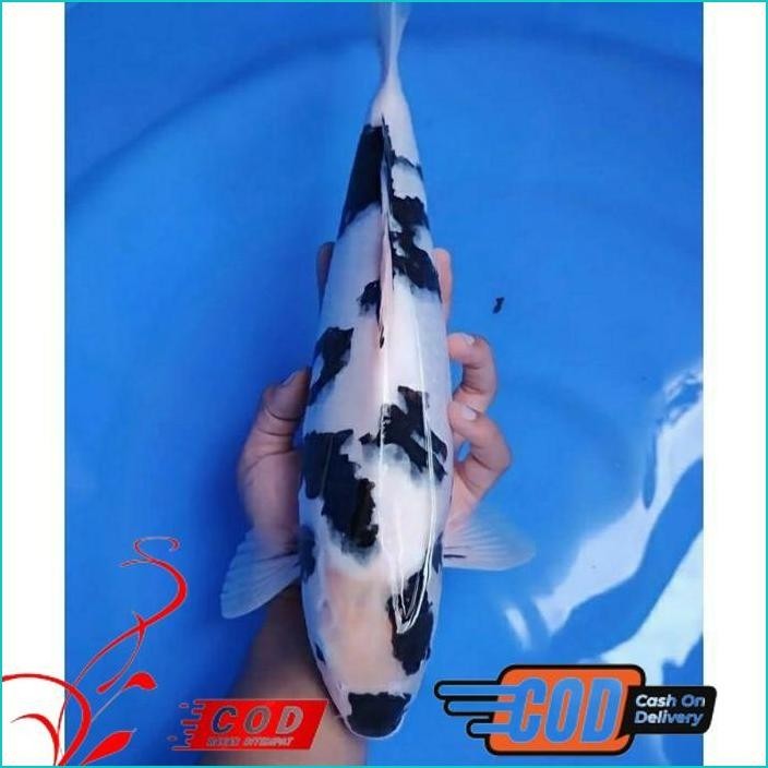 

BISMILLAH KOI SHIRO GRADE A UKURAN 30-35CM ALISUP