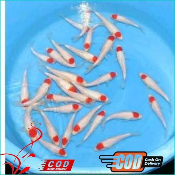 

BISMILLAH PAKET 5 EKOR KOI TANCHO UKURAN 10-13CM ALISUP