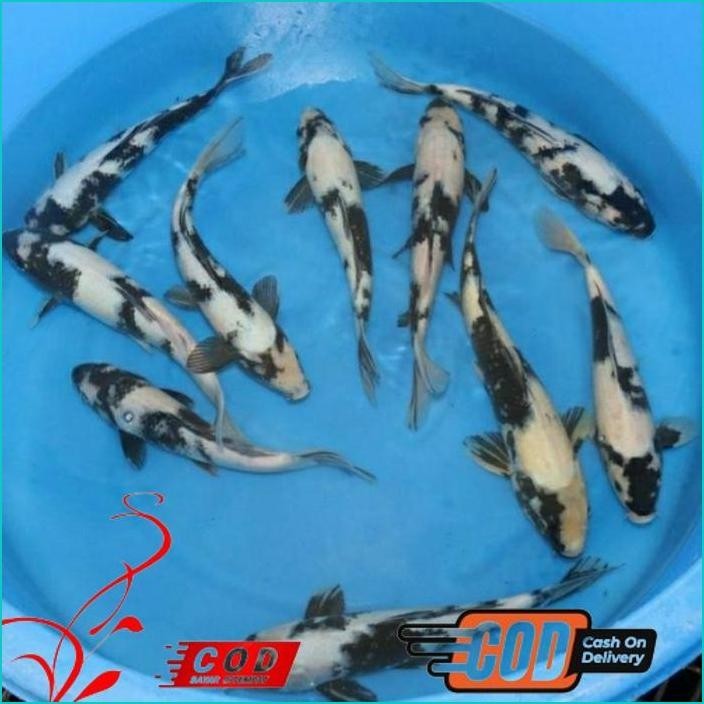 

BISMILLAH KOI SHIRO GRADE A UKURAN 20-25CM ALISUP