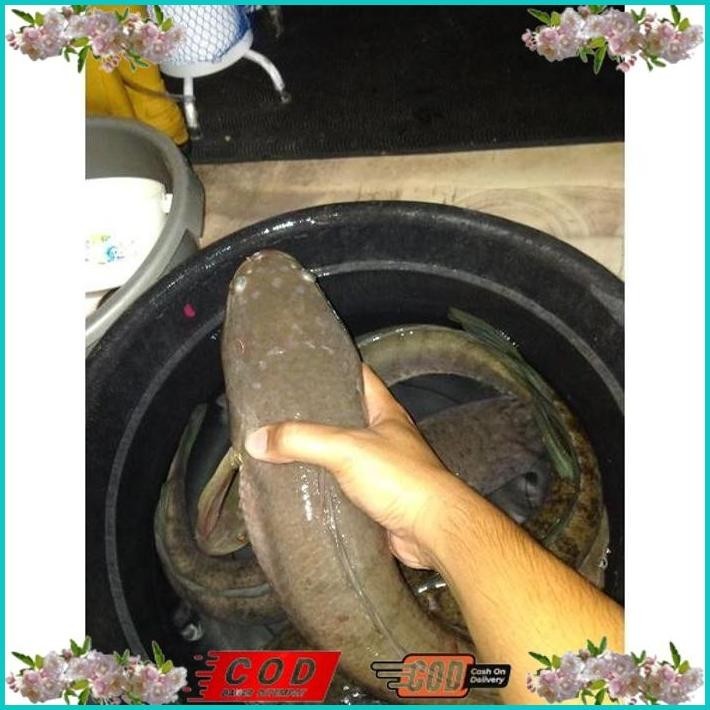 

BISMILLAH IKAN GABUS JUMBO ALISUP