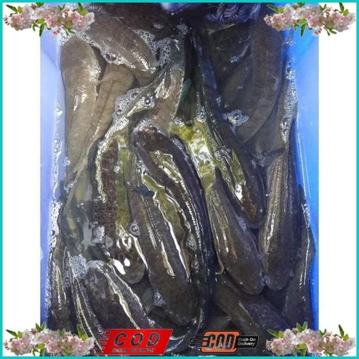

BISMILLAH IKAN GABUS SEDANG ALISUP