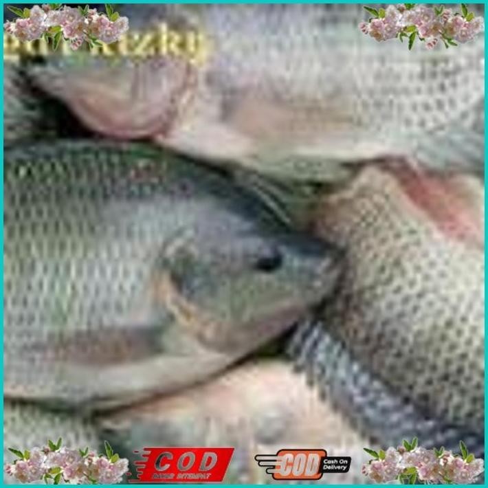 

BISMILLAH IKAN NILA 1KG ALISUP