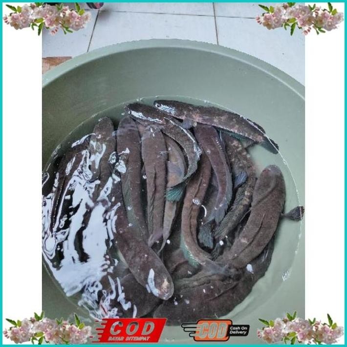 

BISMILLAH IKAN GABUS / IKAN KUTUK HIDUP SEGAR (READY SETIAP HARI) ALISUP