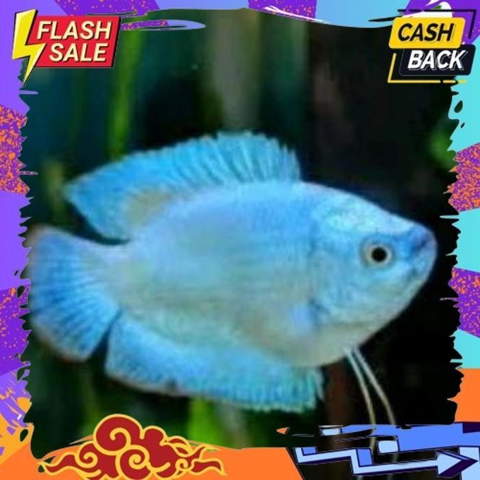 SALE IKAN HIAS SEPAT PARADISE GOURAMI SEPAT MADU GLOW, SEPAT RALIS , SEPAT BIRU, SEPAT PUTIH ALBINO 