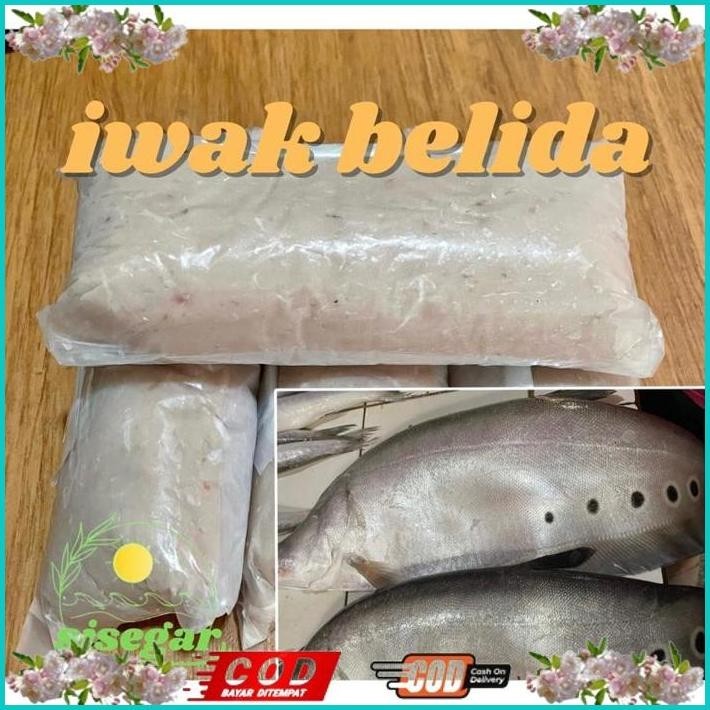 

BISMILLAH IKAN BELIDA SUNGAI GILING / IWAK BELIDO / IWAK KUTAK ALISUP