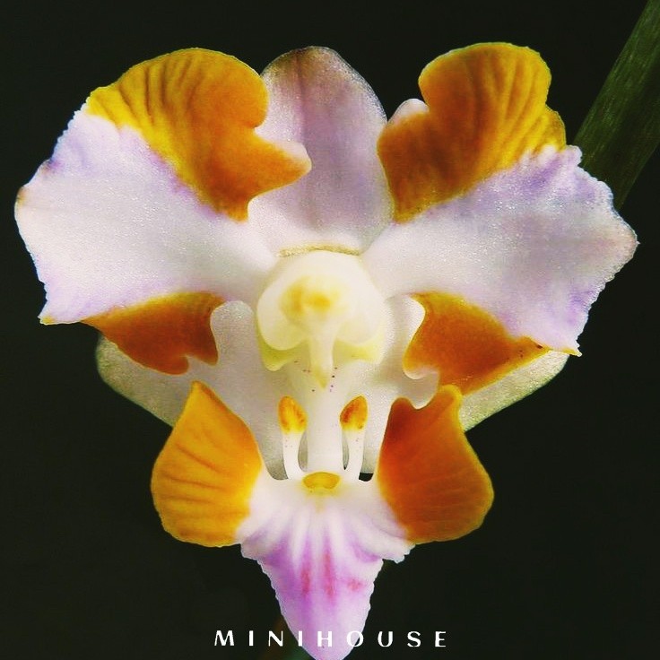 BENIH BIBIT BIJI ANGGREK / BUNGA ANGGREK IMPORT