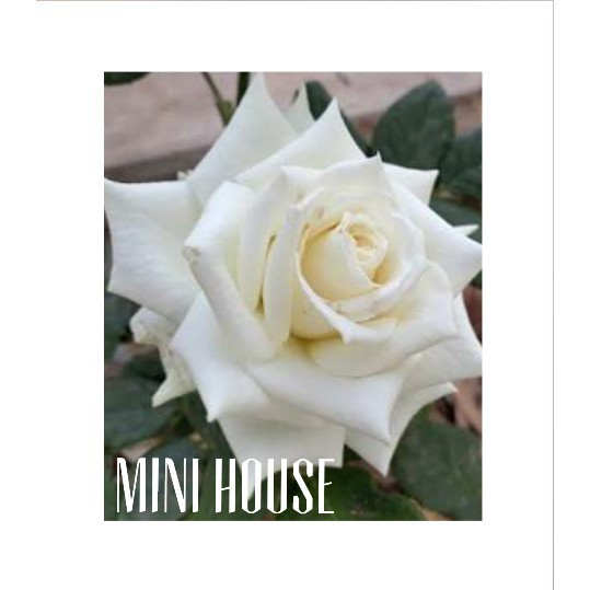 BIBIT BENIH BIJI MAWAR / MAWAR PUTIH